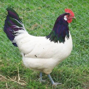 A white chicken with black head, neck, and tail feathers, blue legs, and a red comb and wattle stands in the grass, facing right.